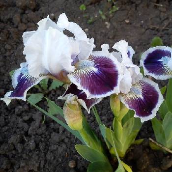 Ирис Iris Pumila ‘Black Cherry Delight’ 